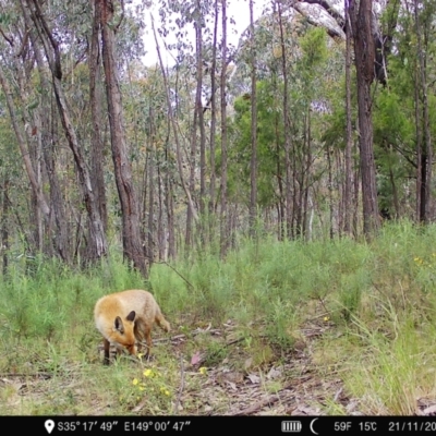 Vulpes vulpes (Red Fox) at Denman Prospect, ACT - 20 Nov 2022 by teeniiee