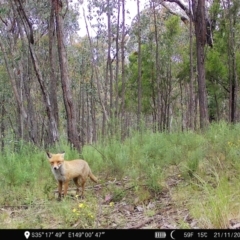 Vulpes vulpes at Denman Prospect, ACT - 21 Nov 2022