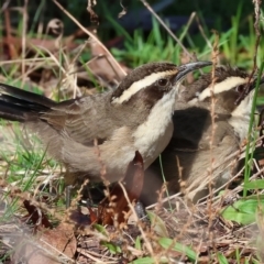 Pomatostomus superciliosus (White-browed Babbler) at Chiltern-Mt Pilot National Park - 6 Aug 2023 by KylieWaldon