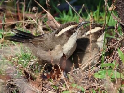 Pomatostomus superciliosus (White-browed Babbler) at Chiltern, VIC - 6 Aug 2023 by KylieWaldon