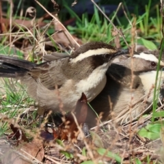 Pomatostomus superciliosus at Chiltern, VIC - 6 Aug 2023