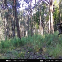 Wallabia bicolor (Swamp Wallaby) at Denman Prospect, ACT - 24 Nov 2022 by teeniiee