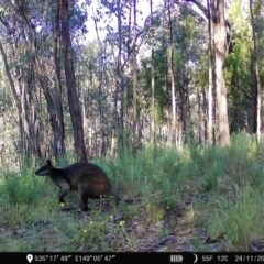 Wallabia bicolor at Denman Prospect, ACT - 24 Nov 2022 07:16 AM