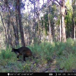 Wallabia bicolor at Denman Prospect, ACT - 24 Nov 2022