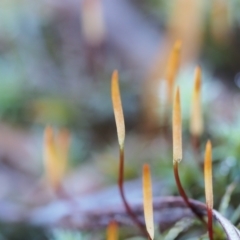 Polytrichaceae sp. (family) (A moss) at ANBG South Annex - 2 Jul 2023 by BarrieR