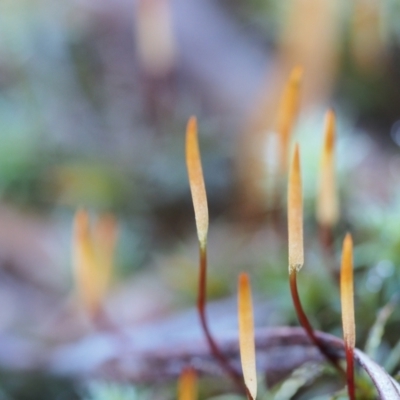 Polytrichaceae sp. (family) (A moss) at ANBG South Annex - 2 Jul 2023 by BarrieR