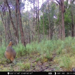 Wallabia bicolor (Swamp Wallaby) at Denman Prospect 2 Estate Deferred Area (Block 12) - 28 Nov 2022 by teeniiee