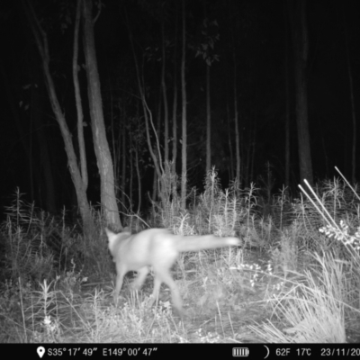 Vulpes vulpes (Red Fox) at Denman Prospect, ACT - 23 Nov 2022 by teeniiee