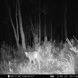 Vulpes vulpes at Denman Prospect, ACT - 23 Nov 2022 09:26 PM