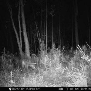 Vulpes vulpes at Denman Prospect, ACT - 23 Nov 2022