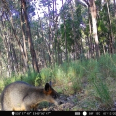 Wallabia bicolor (Swamp Wallaby) at Denman Prospect 2 Estate Deferred Area (Block 12) - 7 Dec 2022 by teeniiee