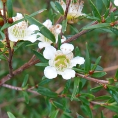 Leptospermum polygalifolium (Tantoon) at Vincentia, NSW - 14 May 2023 by RobG1