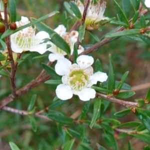 Leptospermum polygalifolium at Vincentia, NSW - suppressed