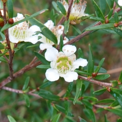 Leptospermum polygalifolium (Tantoon) at Vincentia, NSW - 14 May 2023 by RobG1