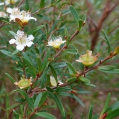 Leptospermum polygalifolium at Vincentia, NSW - suppressed