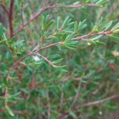 Leptospermum polygalifolium at Vincentia, NSW - suppressed