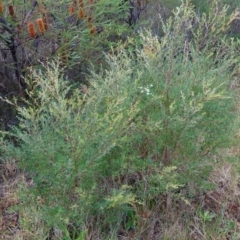 Leptospermum polygalifolium at Vincentia, NSW - suppressed