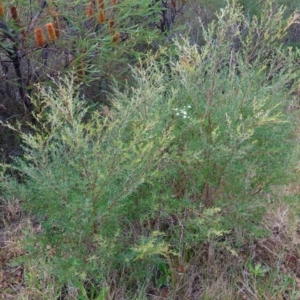 Leptospermum polygalifolium at Vincentia, NSW - 14 May 2023
