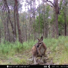 Notamacropus rufogriseus (Red-necked Wallaby) at Denman Prospect 2 Estate Deferred Area (Block 12) - 16 Nov 2022 by teeniiee