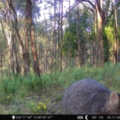 Vombatus ursinus (Common wombat, Bare-nosed Wombat) at Block 402 - 17 Nov 2022 by teeniiee