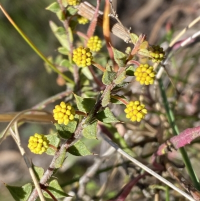 Acacia gunnii (Ploughshare Wattle) at Googong, NSW - 6 Aug 2023 by SteveBorkowskis