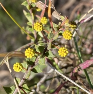 Acacia gunnii at Googong, NSW - 6 Aug 2023
