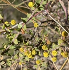 Acacia gunnii at Googong, NSW - 6 Aug 2023