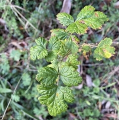 Rubus parvifolius (Native Raspberry) at Jerrabomberra, NSW - 6 Aug 2023 by SteveBorkowskis