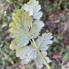 Rubus parvifolius at Jerrabomberra, NSW - 6 Aug 2023