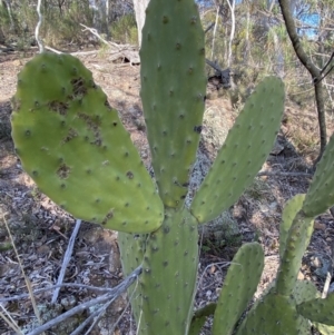 Opuntia sp. at Jerrabomberra, NSW - 6 Aug 2023