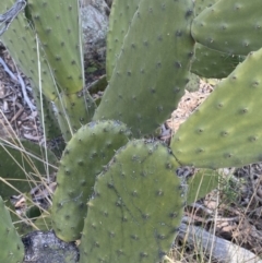 Opuntia sp. at Jerrabomberra, NSW - 6 Aug 2023