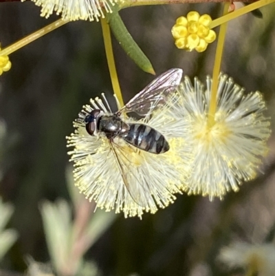 Melangyna viridiceps (Hover fly) at Googong, NSW - 6 Aug 2023 by SteveBorkowskis