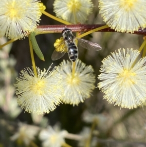 Melangyna viridiceps at Googong, NSW - 6 Aug 2023