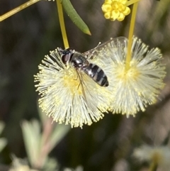 Melangyna viridiceps at Googong, NSW - 6 Aug 2023