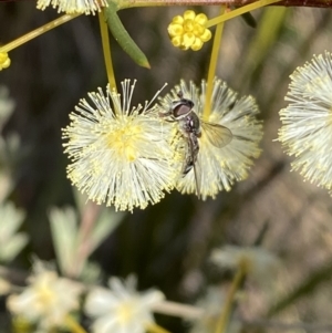 Melangyna viridiceps at Googong, NSW - 6 Aug 2023 03:10 PM