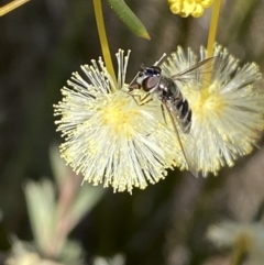 Melangyna viridiceps at Googong, NSW - 6 Aug 2023 03:10 PM