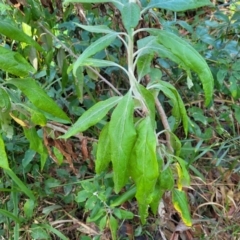 Coronidium elatum subsp. elatum at Jervis Bay, JBT - 6 Aug 2023