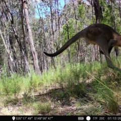Macropus giganteus (Eastern Grey Kangaroo) at Denman Prospect 2 Estate Deferred Area (Block 12) - 7 Dec 2022 by teeniiee