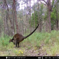 Wallabia bicolor (Swamp Wallaby) at Block 402 - 18 Nov 2022 by teeniiee