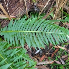 Blechnum nudum (Fishbone Water Fern) at Vincentia, NSW - 6 Aug 2023 by trevorpreston