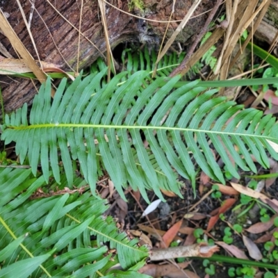 Blechnum nudum (Fishbone Water Fern) at Vincentia, NSW - 6 Aug 2023 by trevorpreston