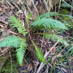 Blechnum nudum at Vincentia, NSW - 6 Aug 2023 10:02 AM