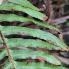 Blechnum nudum at Vincentia, NSW - 6 Aug 2023 10:02 AM