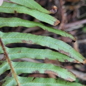 Blechnum nudum at Vincentia, NSW - 6 Aug 2023