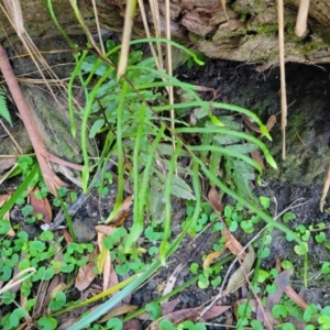 Blechnum camfieldii at Vincentia, NSW - 6 Aug 2023