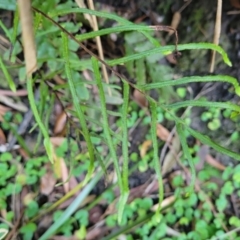 Blechnum camfieldii at Vincentia, NSW - 6 Aug 2023