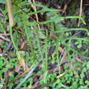 Blechnum camfieldii at Vincentia, NSW - 6 Aug 2023 10:02 AM