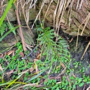 Blechnum camfieldii at Vincentia, NSW - 6 Aug 2023 10:02 AM