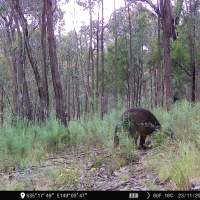 Wallabia bicolor (Swamp Wallaby) at Denman Prospect 2 Estate Deferred Area (Block 12) - 23 Nov 2022 by teeniiee