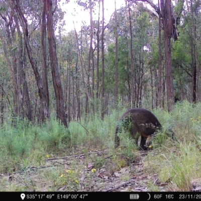 Wallabia bicolor (Swamp Wallaby) at Piney Ridge - 22 Nov 2022 by teeniiee